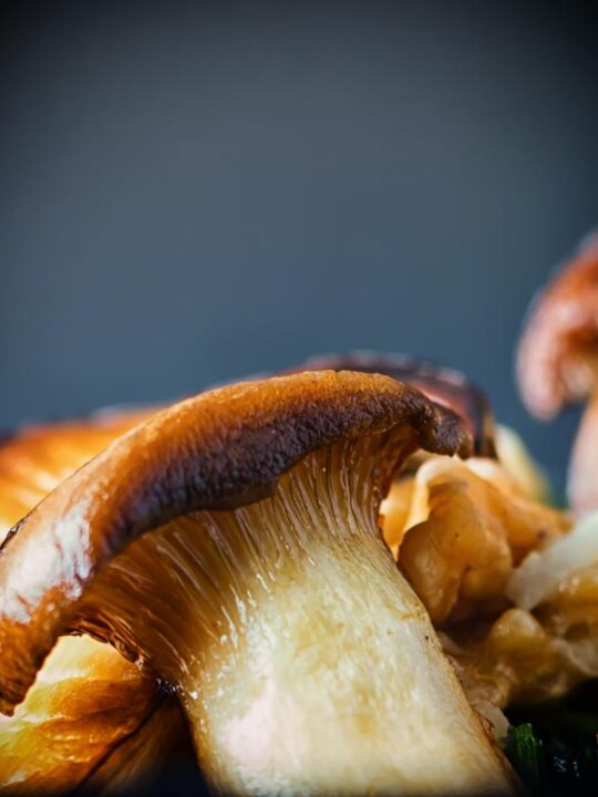 Close up image of a french horn mushroom AKA king oyster mushroom