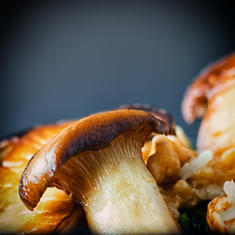 Close up image of a french horn mushroom AKA king oyster mushroom