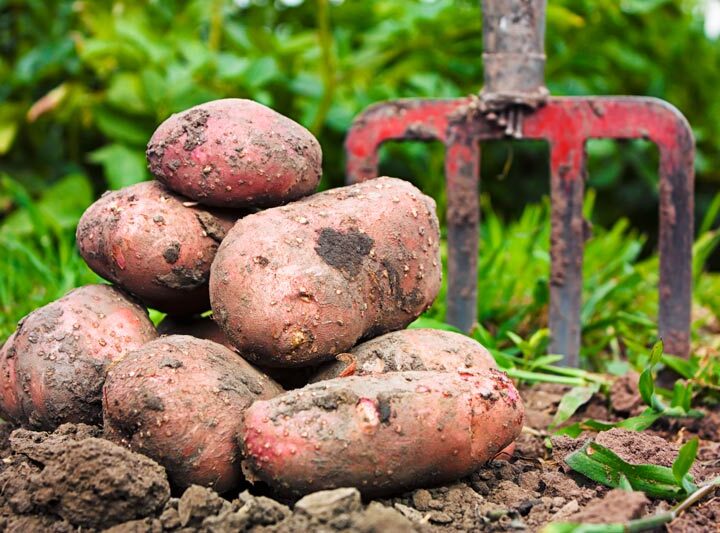 Freshly Harvest Potatoes