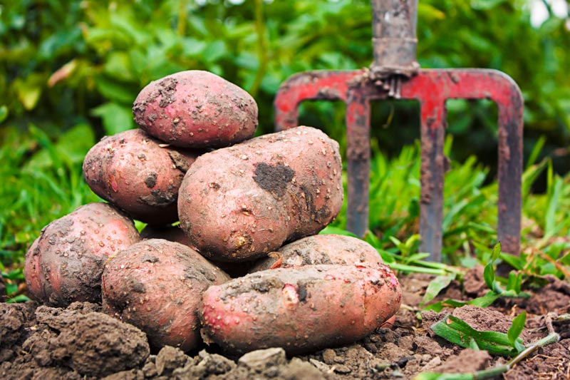 Freshly Harvest Potatoes