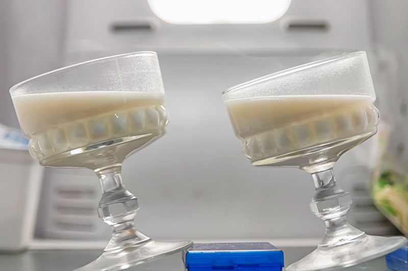 Panna cotta setting in the fridge at an angle for presentation purposes