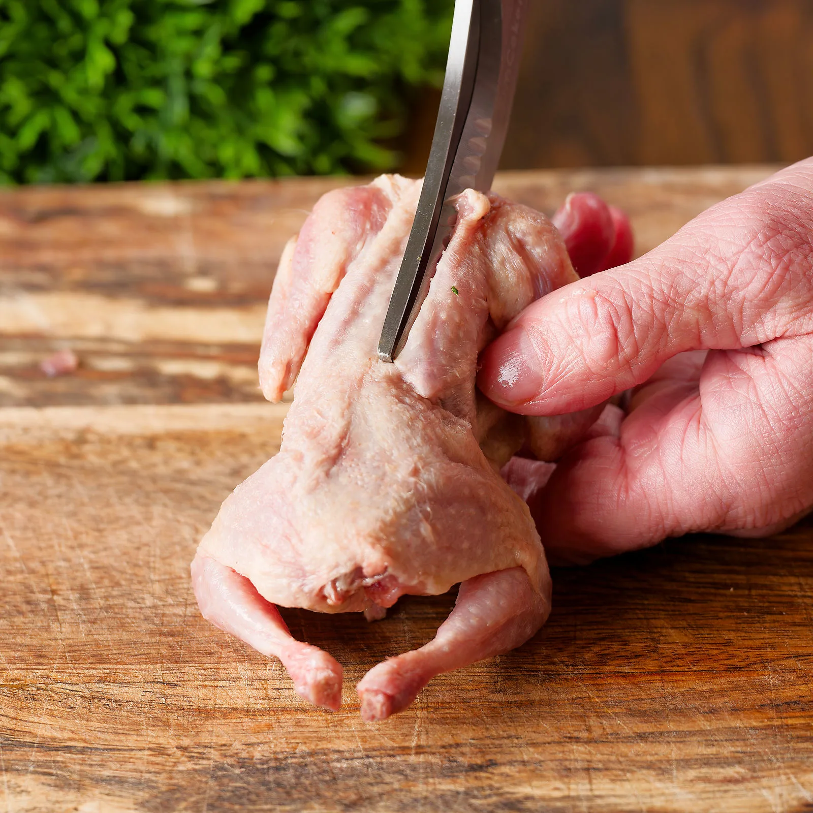 Part 3 of 6 demonstrating how to spatchcock or butterfly a quail.