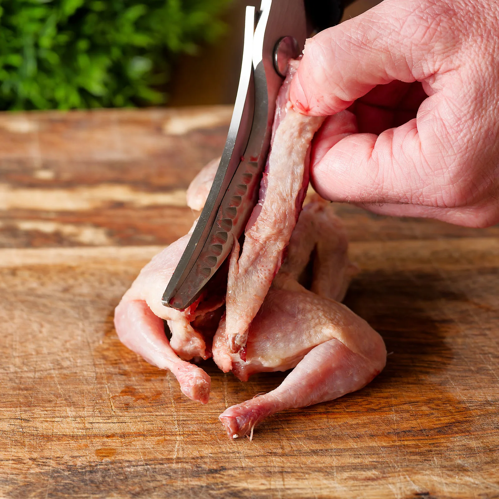 Part 4 of 6 demonstrating how to spatchcock or butterfly a quail.