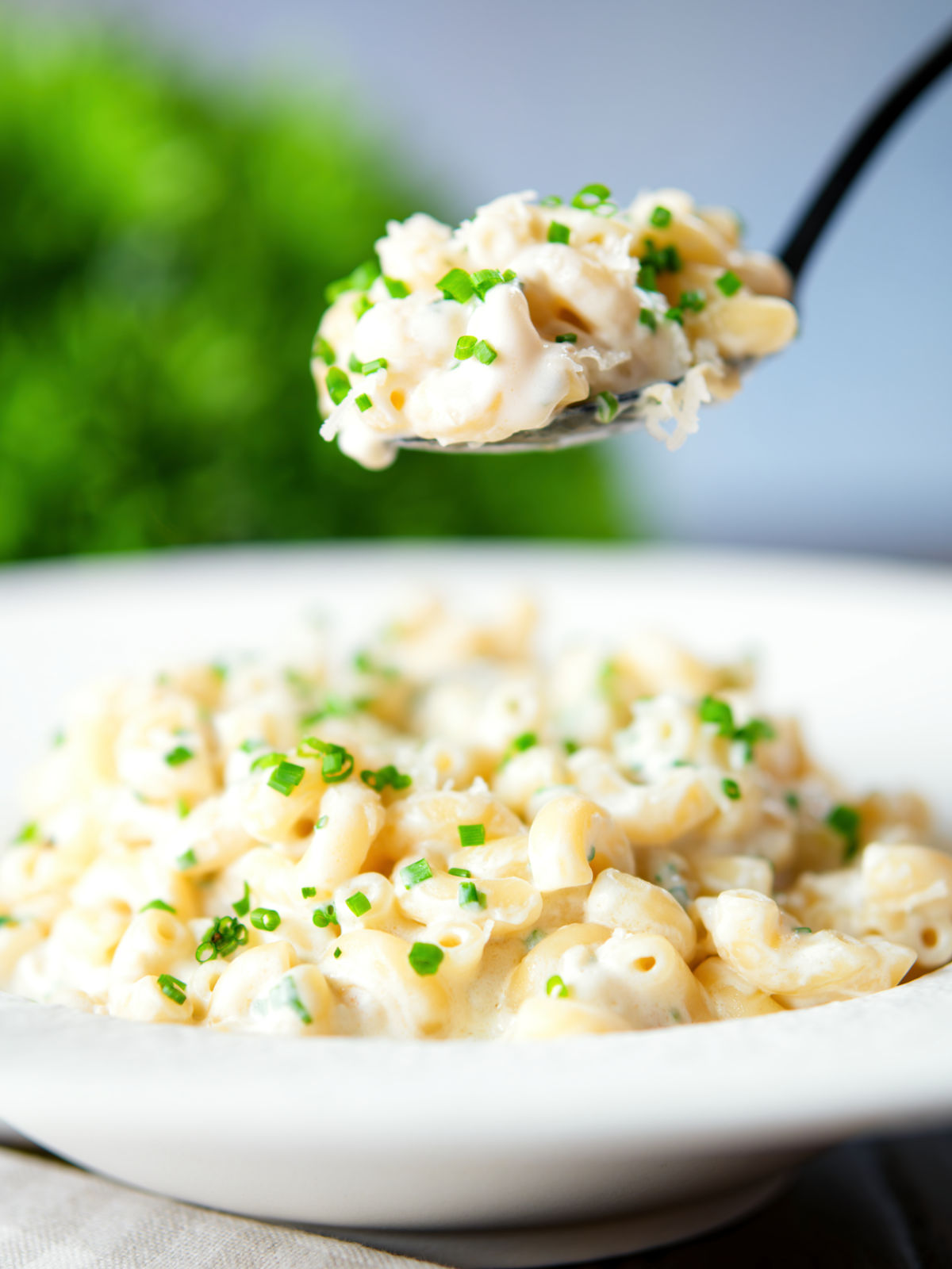 Cream cheese (Philadelphia) pasta served with snipped chives and fresh pecorino cheese.